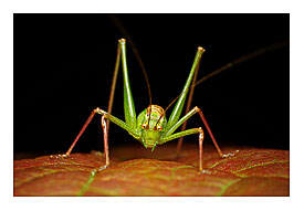 Spotted bush cricket