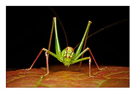 Spattered bush cricket