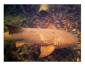 Combat Scars Giant Nurse Shark