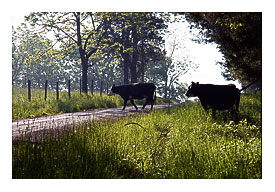 German Valley WV Cows in the course.