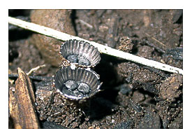 Bird's aerie fungus