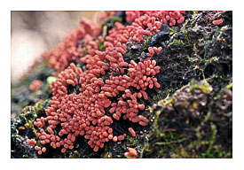 Carnival Candy Slime Mold (Arcyria denudata)