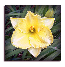 Daylily (Hemerocallis sp.)