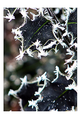 Frost tipped camelia