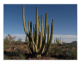 Monthly Pipe Cactus National Monument, North Puerto Blanco Scenic Drive (24)