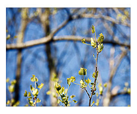 2016 04 30 Tulip Tree new leaves 2