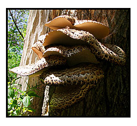 Dryad's Saddle in Full Size