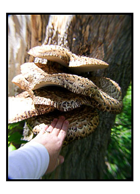 Full Size Dryad's Saddle's