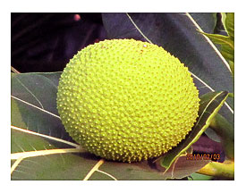 Simple strange fruit (Bread Fruit)