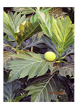 Stunning tree (Bread Fruit)