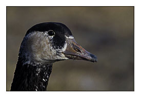 Canadian Geese Are Such Cookie Cutter Birds If You Ve Seen One