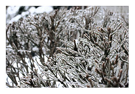 Ice Shrub