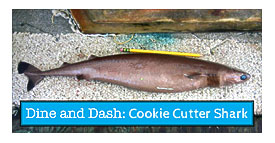 Cookie Cutter Shark Takes A Bite Out Of National Cookie Day Learning