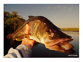 Fish And Explore The Everglades With Rich June = Very Good Fishing