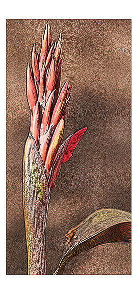 Virginia Shore Canna Lily Bud