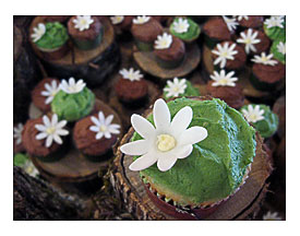 Rustic Cupcake Wedding Artisan Cake Company